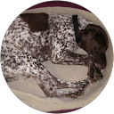 Donna Webb profile picture